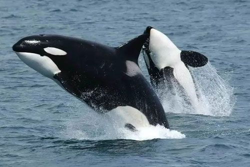 Những 'ông vua tốc độ' đáng sợ nhất dưới đại dương