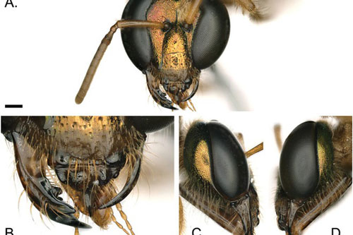 Phát hiện con ong nửa đực, nửa cái