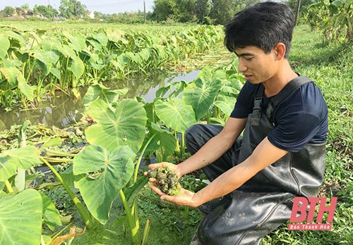 Mô hình nuôi trồng thủy sản mang lại giá trị kinh tế cao cho anh Nguyễn Văn Toàn.