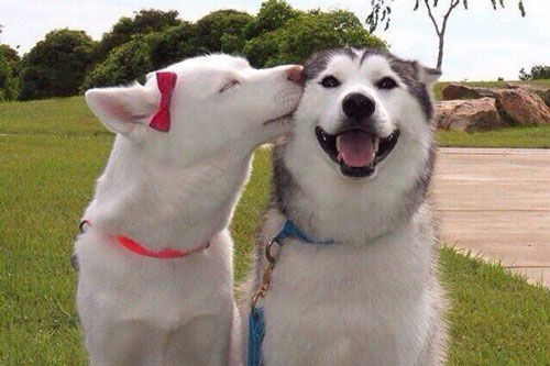 'Tan chảy' trước tình yêu ngọt ngào và dễ thương của các loài động vật