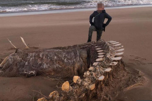 Bí ẩn về bộ xương khổng lồ trên bờ biển Scotland, bị đồn thổi là 'quái vật hồ Loch Ness'