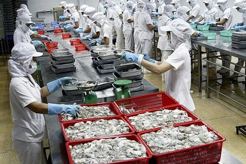 Xuất khẩu mực, bạch tuộc giảm ở nhiều thị trường (Ảnh Internet)