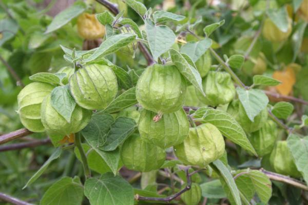 1 loại cây 2 số phận: Mọc hoang dại ở Việt Nam, sang nước ngoài thành 'thần dược' đắt giá