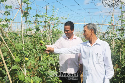 Cà Mau: Hiệu quả từ đưa “màu” xuống ruộng