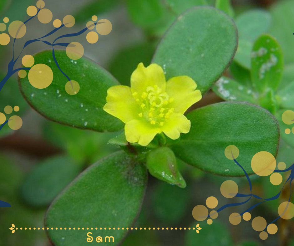 Lại bất ngờ vì một loại rau dại ở Việt Nam đang được nhiều nước "săn lùng" như thần dược