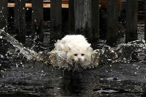 Ảnh đẹp: Mèo trắng bơi trong nước lũ, tinh tinh mẹ vuốt ve con