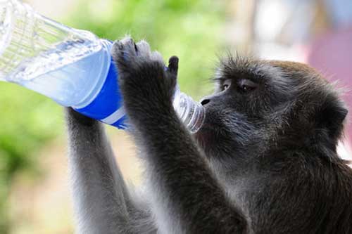 Ảnh đẹp: Khỉ lấy trộm nước của khách du lịch