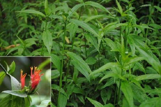 Cây xương khỉ: Loại cây mọc dại nhưng lại là "thần dược" chống ung thư