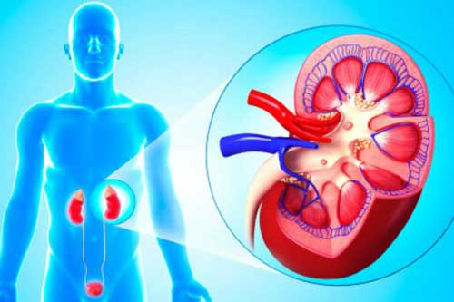 Ăn loại quả này thận "thích mê", giúp đào thải độc tố tích tụ trong cơ thể