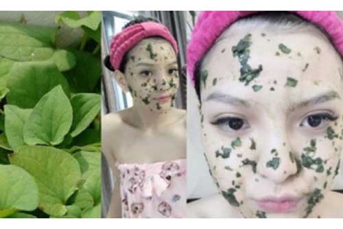 Trị mụn bọc, mụn viêm bằng rau diếp cá vừa hiệu quả nhanh lại an toàn, bạn đã thử chưa?