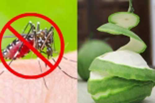 5 cách đuổi muỗi an toàn phòng dịch sốt xuất huyết, nhà có trẻ nhỏ nên dùng