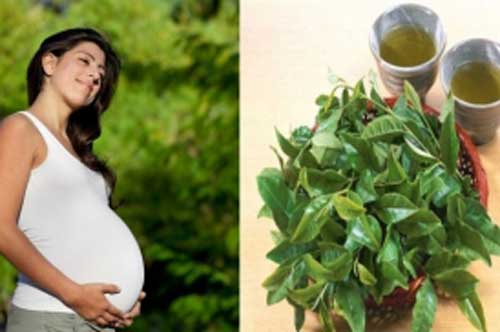 Mang thai uống nước vối có được không?