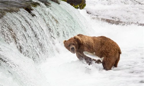 Ảnh đẹp: Gấu nâu bắt cá hồi bơi ngược dòng - 3