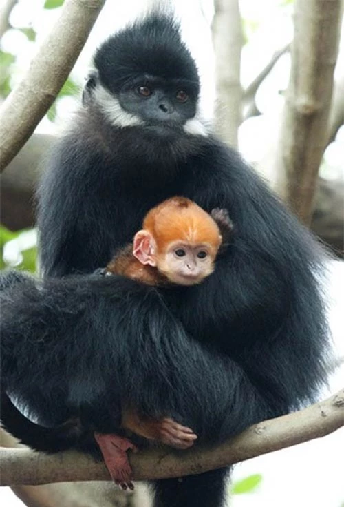 Ảnh đẹp: Khỉ lấy trộm nước của khách du lịch - 12