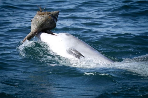 Bí kíp lợi hại giúp cá heo trở thành thợ săn sát thủ đại dương