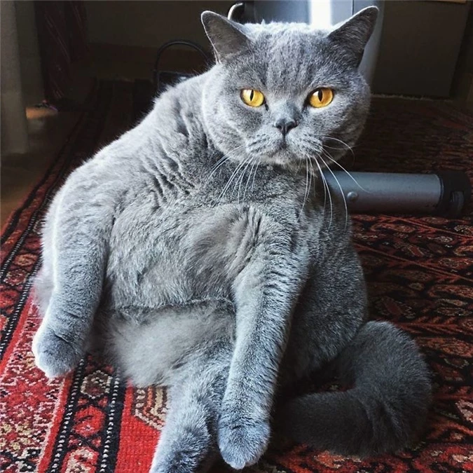 Cảm động câu chuyện mèo béo 'xiên vẹo' nổi tiếng khắp mạng xã hội