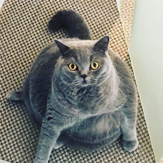 Cảm động câu chuyện mèo béo 'xiên vẹo' nổi tiếng khắp mạng xã hội