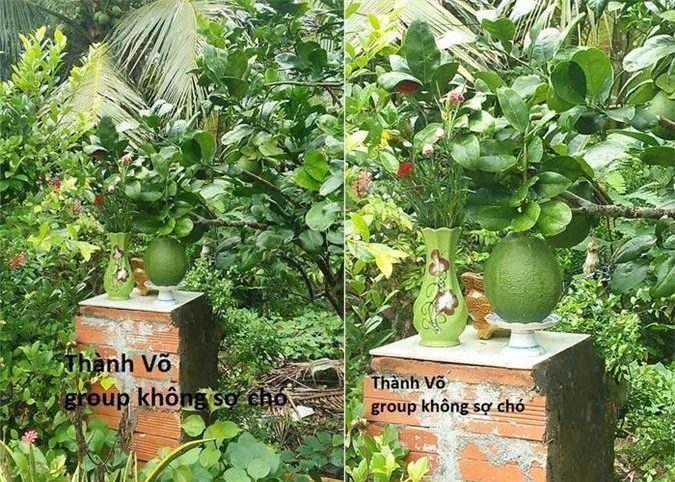Cạn lời trước kiểu mọc "khôn nhà dại chợ", "mời anh xơi" của quả cây khiến gia chủ đau đầu - 1
