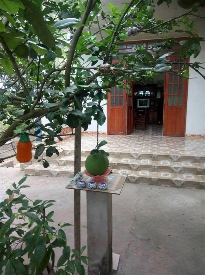 Cạn lời trước kiểu mọc "khôn nhà dại chợ", "mời anh xơi" của quả cây khiến gia chủ đau đầu - 2