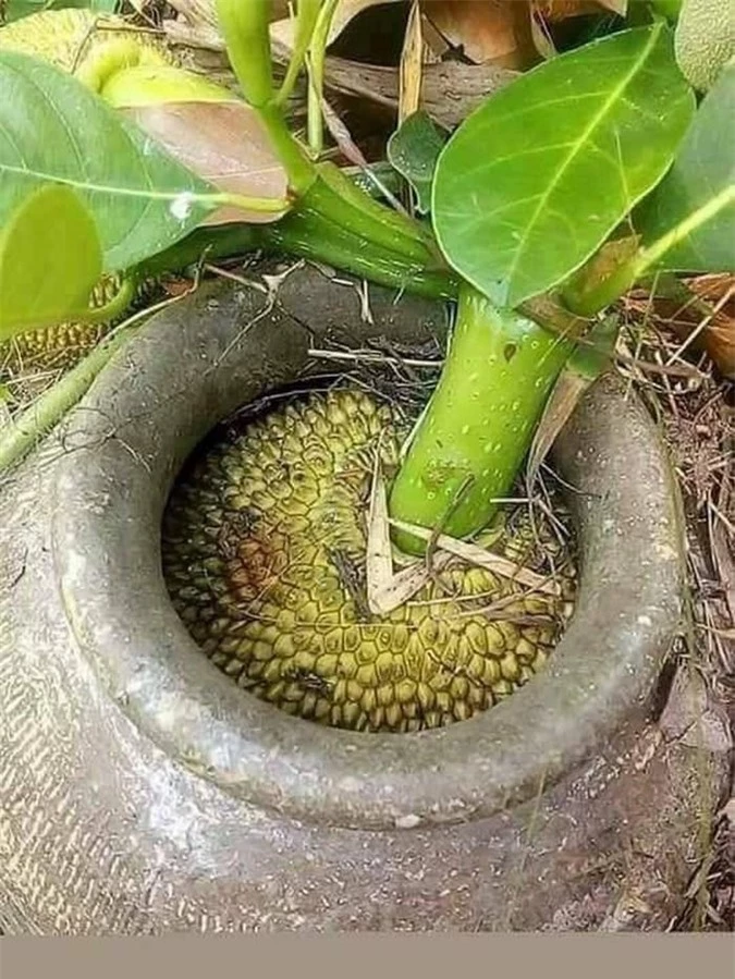 Cạn lời trước kiểu mọc "khôn nhà dại chợ", "mời anh xơi" của quả cây khiến gia chủ đau đầu - 4