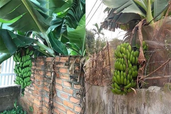 Cạn lời trước kiểu mọc "khôn nhà dại chợ", "mời anh xơi" của quả cây khiến gia chủ đau đầu - 5