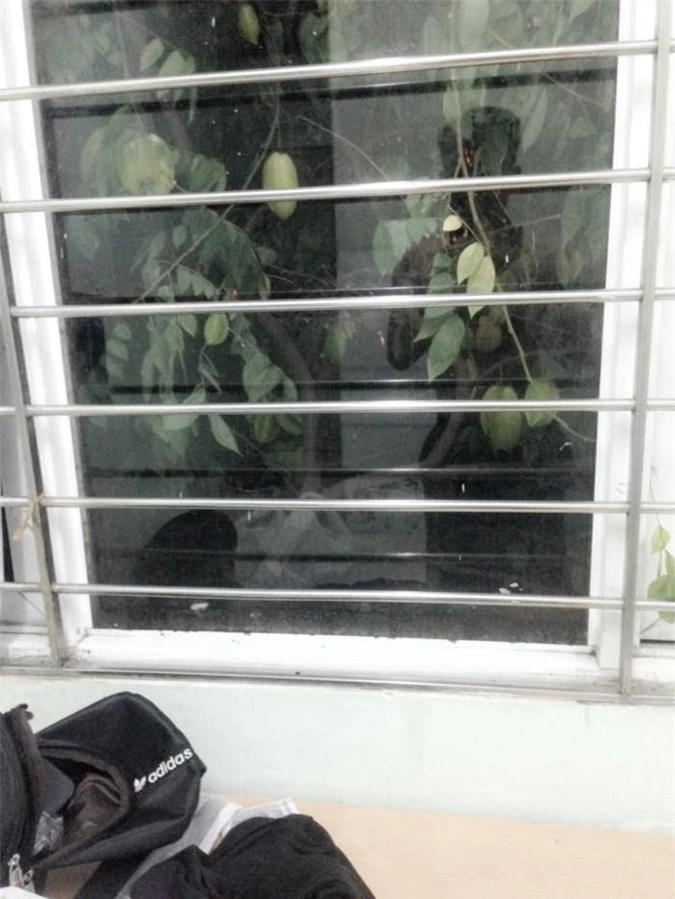 Cạn lời trước kiểu mọc "khôn nhà dại chợ", "mời anh xơi" của quả cây khiến gia chủ đau đầu - 7