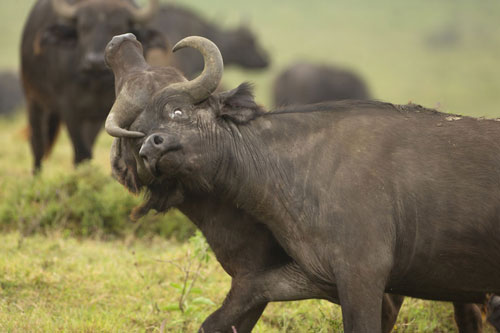 Cuộc chiến giành quyền thống trị của cặp đôi trâu rừng Châu Phi
