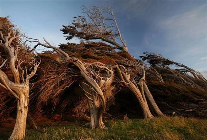 Vùng đất ở New Zealand nổi tiếng sở hữu loạt cây nghiêng ngả hình thù lạ kỳ