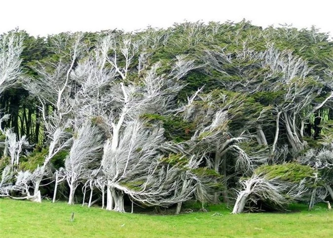 Vùng đất ở New Zealand nổi tiếng sở hữu loạt cây nghiêng ngả hình thù lạ kỳ