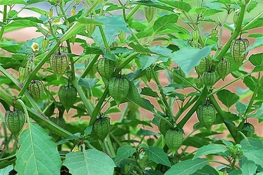 Ngỡ ngàng quả dại mọc đầy ở Việt Nam, sang nước ngoài bán giá 700.000/kg - 4