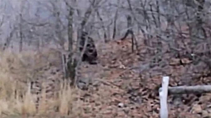 Bigfoot Provo Canyon.