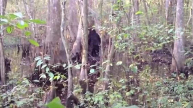 Đoạn phim rõ nét nhất về Bigfoot của Josh Highcliff...