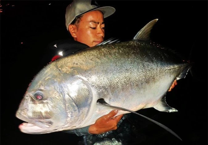 Sự thật bất ngờ về con cá màu sắc gây sốt ở Nhật Bản