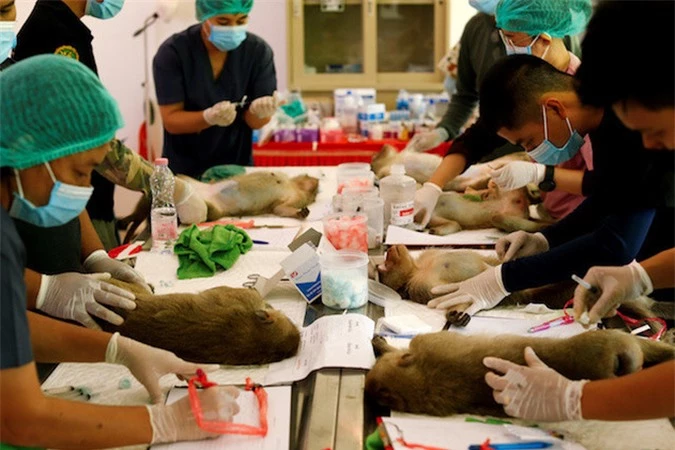 Thái Lan triệt sản hàng trăm con khỉ đói khủng bố khách du lịch - Ảnh 1.