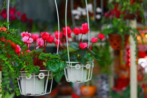 5 loài hoa là "kẻ thù" số 1 của ruồi muỗi, trồng trong nhà đảm bảo những "vị khách" này không dám bén mảng