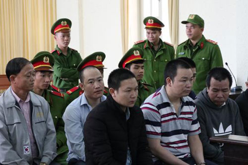 Đầu độc 10 ha rừng thông, 7 bị cáo lĩnh án tù