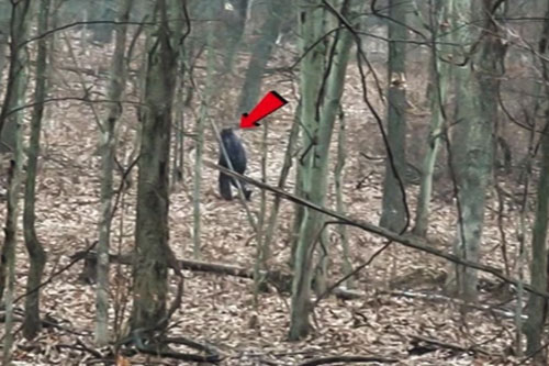 Hai du khách theo dấu quái vật chân to Bigfoot trong công viên