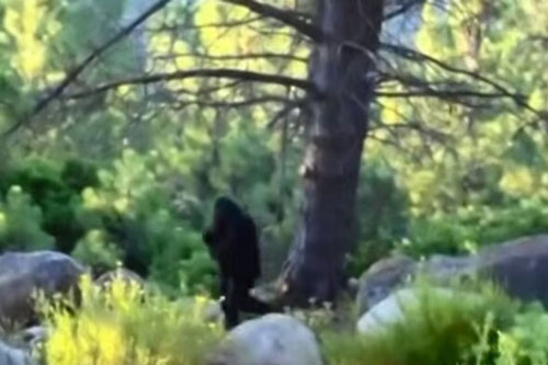Những lần quái vật chân to Bigfoot xuất hiện gây xôn xao