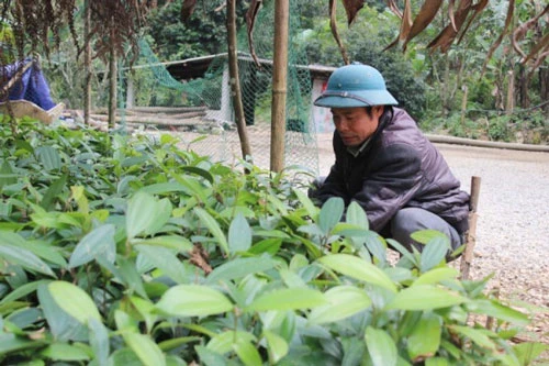 Ông Lý Thanh Chiêu kiểm tra chất lượng cây quế giống.