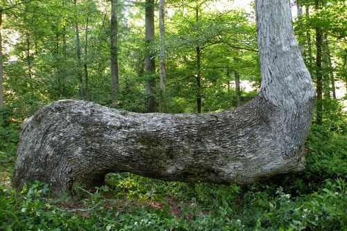 Bí mật về những cây uốn cong bất thường của người Mỹ bản địa