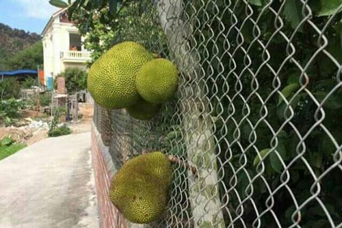 "Cạn lời" trước kiểu mọc "khôn nhà dại chợ", "mời anh xơi" của quả cây khiến gia chủ đau đầu