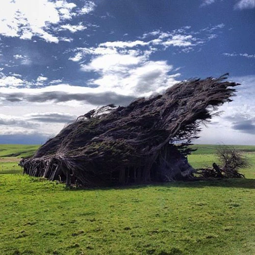 Cây nghiêng ngả đổ rạp vì gió thổi mạnh không ngừng nghỉ suốt ngày đêm ở New Zealand