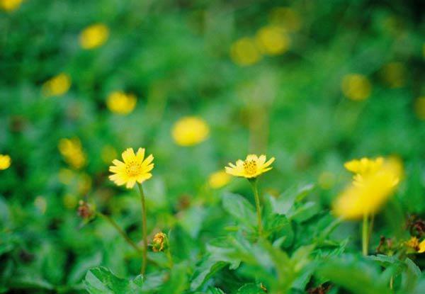 Cách trồng hoa cúc dại "dễ như chơi", tô điểm cho vườn nhà