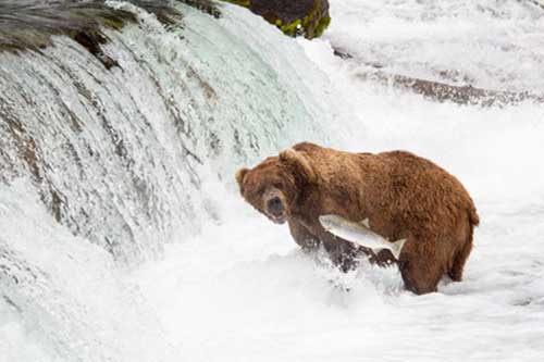 Ảnh đẹp: Gấu nâu bắt cá hồi bơi ngược dòng