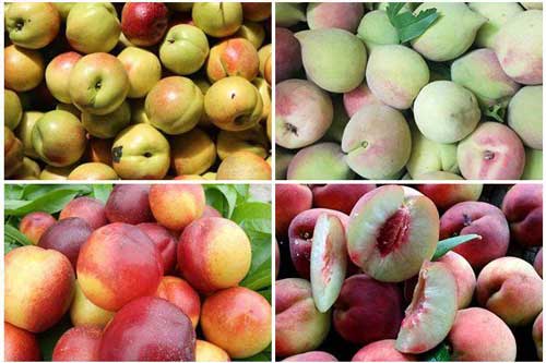 Không phải bà bầu, đây mới là 3 kiểu người không nên ăn đào