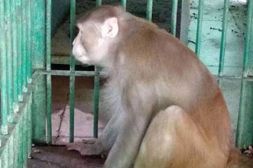 Tấn công 250 người khiến 1 người bỏ mạng, khỉ 'nát rượu' bị giam cầm hết đời