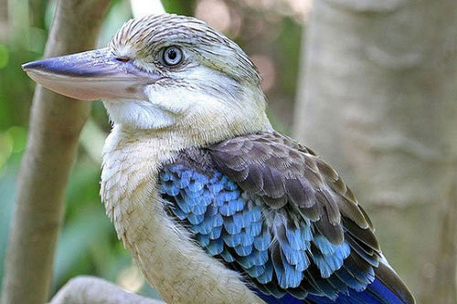 Loài chim nào hót như tiếng người cười?