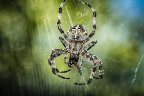 Nhện đẻ nhiều xâm chiếm Bắc Cực vì lý do bất ngờ