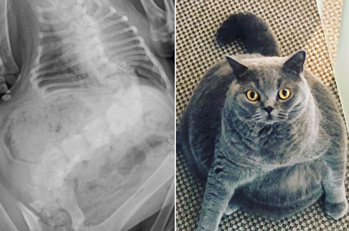 Cảm động trước câu chuyện mèo béo 'xiên vẹo' nổi tiếng khắp mạng xã hội