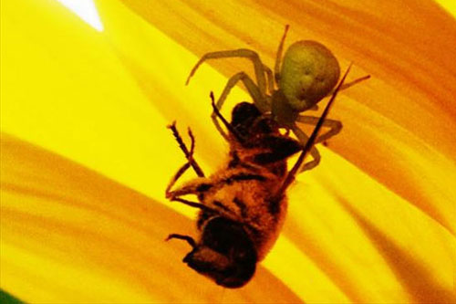 Khám phá con nhện có 'mặt người' trên thân kỳ lạ